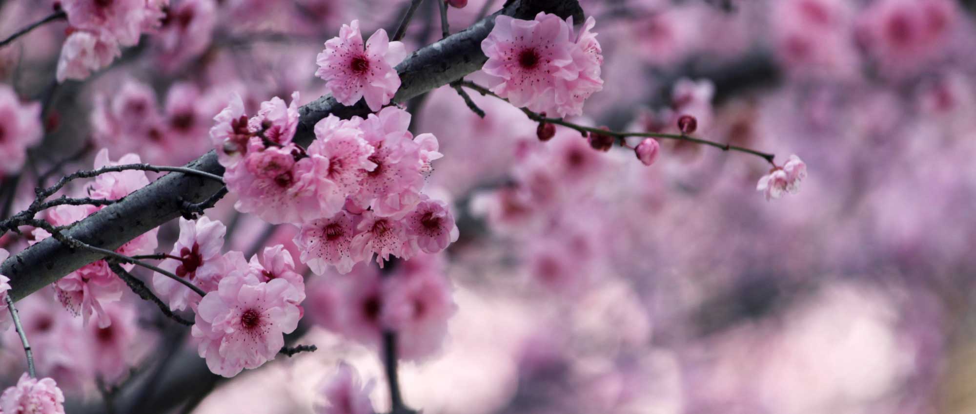 Japanese cherry trees: planting, pruning and caring for
