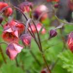 Avens or Geum: planting, growing and care