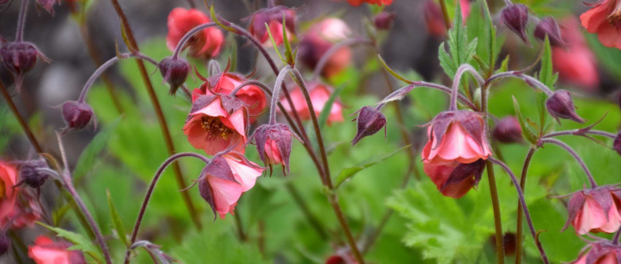 Avens or Geum: planting, growing and care