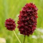 Burnet or Sanguisorba : planting, cultivation and maintenance