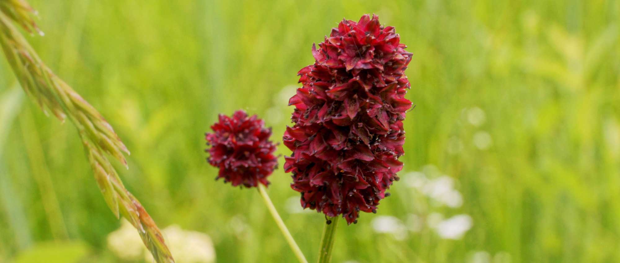 Burnet or Sanguisorba : planting, cultivation and maintenance