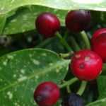 Aucuba: planting, pruning and care