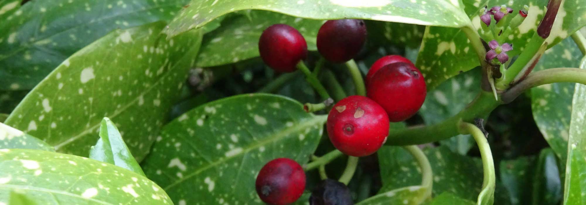 Aucuba: planting, pruning and care