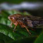Leafhopper, sharpshooter and frog-spit