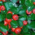 Cotoneaster: planting, pruning, care