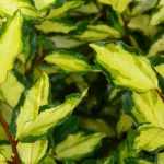 Eleagnus, Oleaster: planting, pruning and care tips
