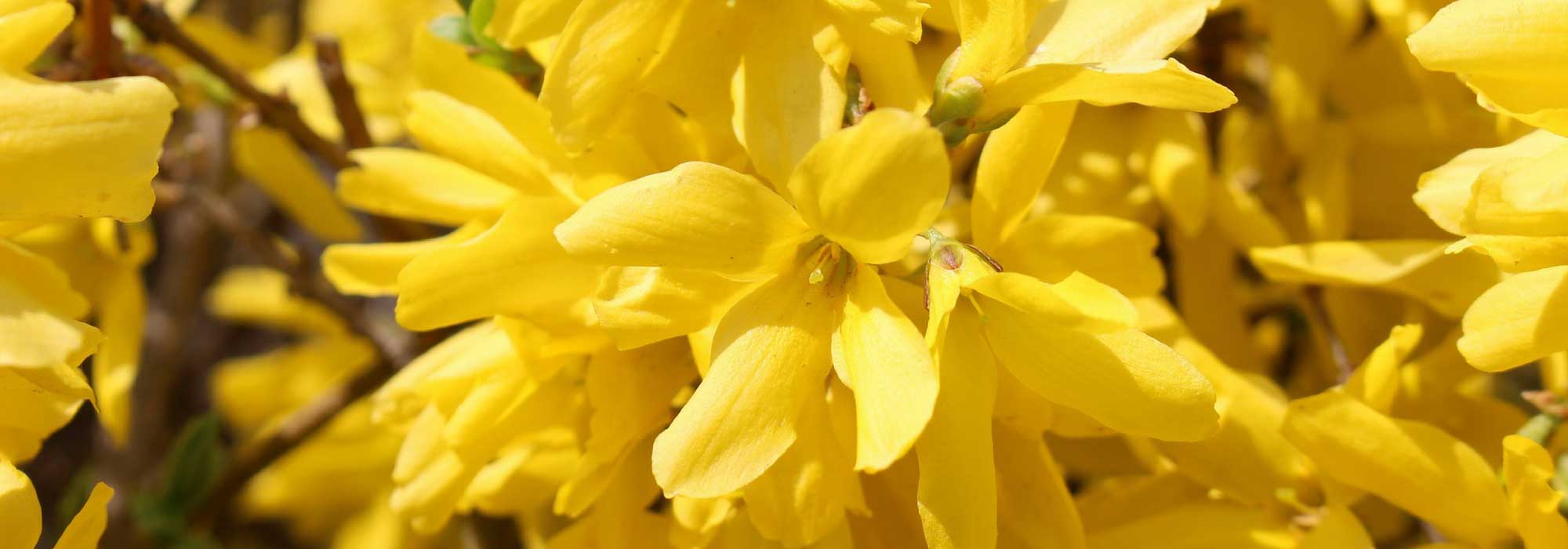 Forsythia : plant, prune and maintain