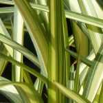 Phormium, New Zealand flax: planting, pruning, care
