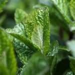 Mint: planting, growing, propagating