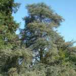 5 great conifers for a characterful garden