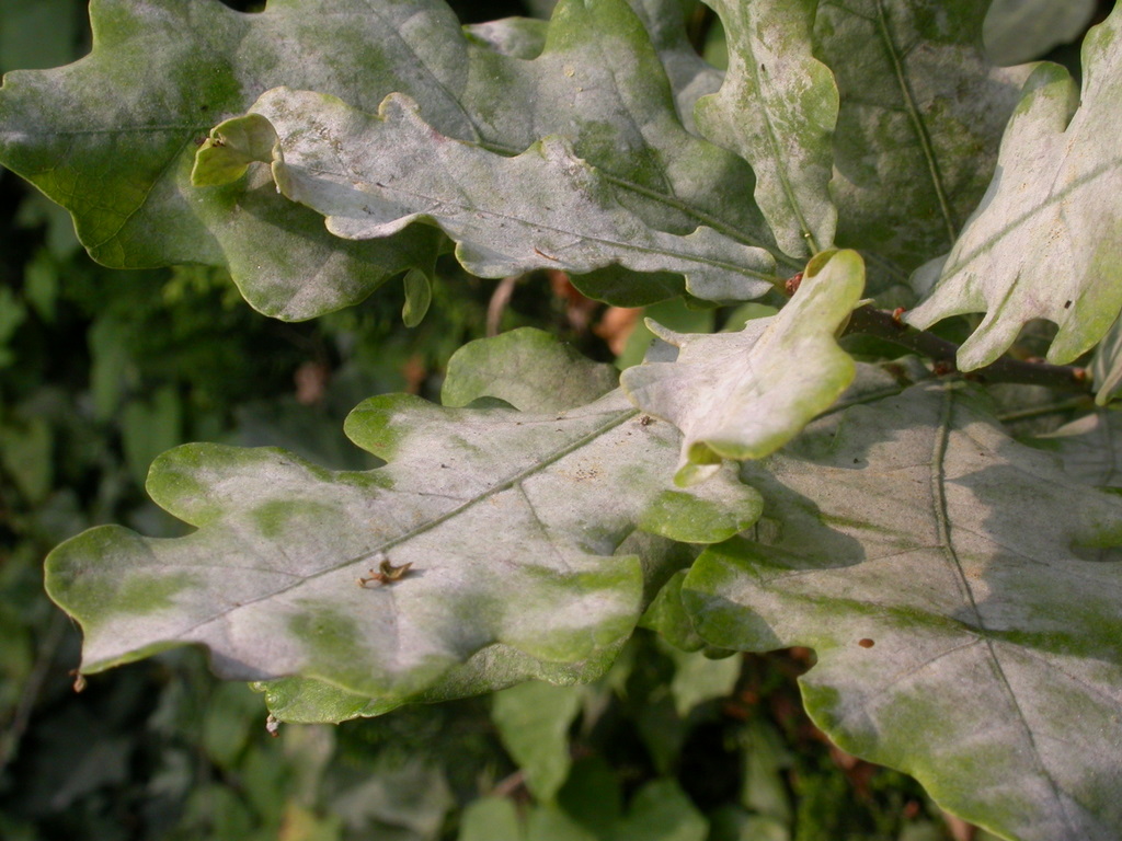 Powdery mildew or white disease