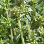 Thyme: growing, planting, pruning