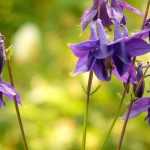 Columbines: sowing, planting and care