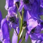 Aconitum, monk's hood: planting, care, division