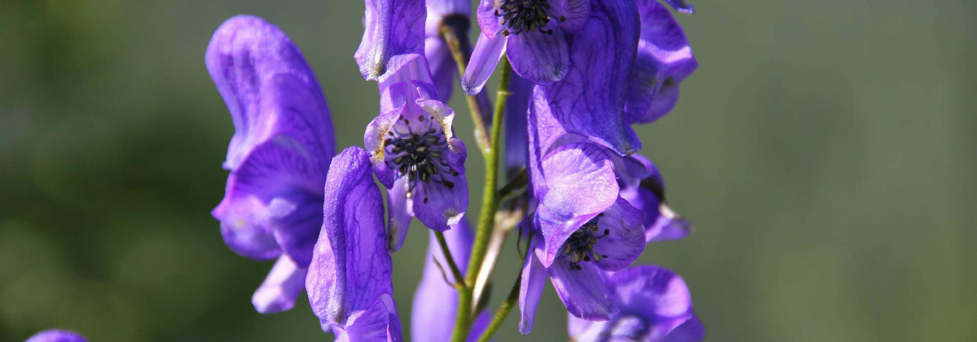 Aconitum, monk's hood: planting, care, division