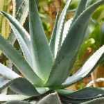 Agave : to plant, to grow and to maintain