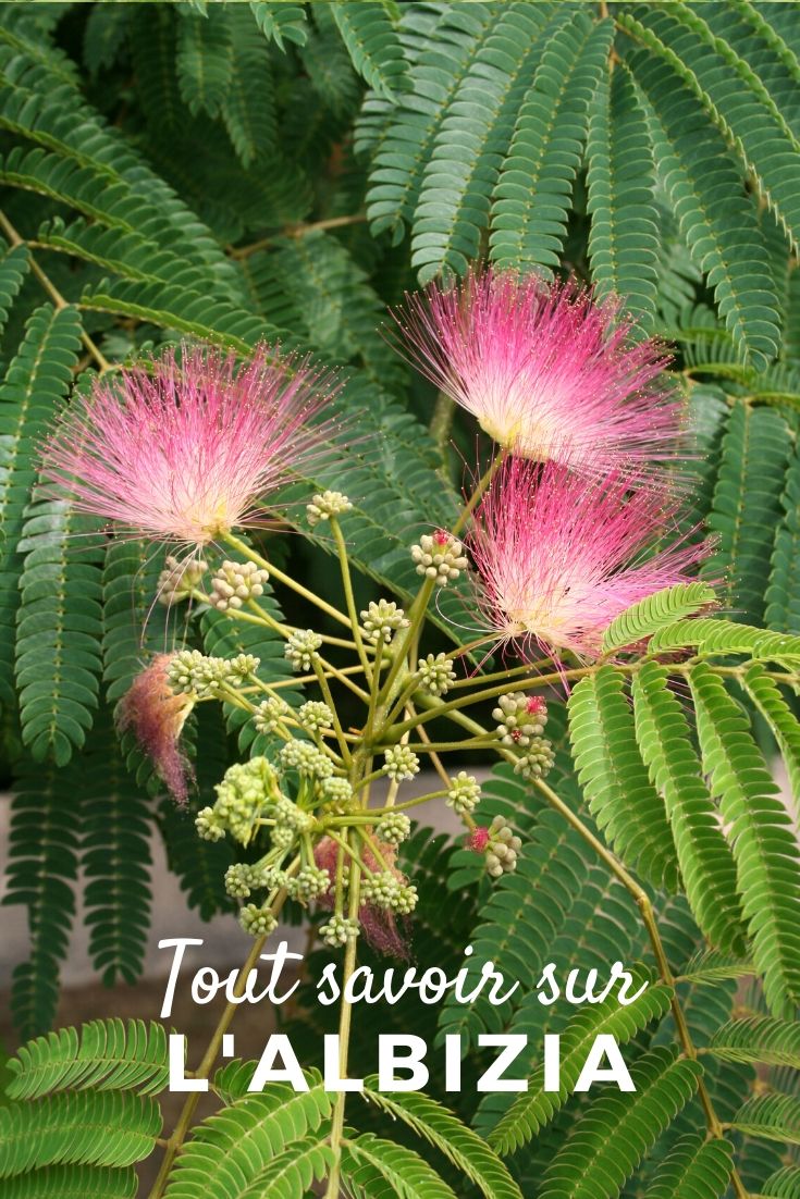 Albizia, Silk Tree: Cultivation Guide