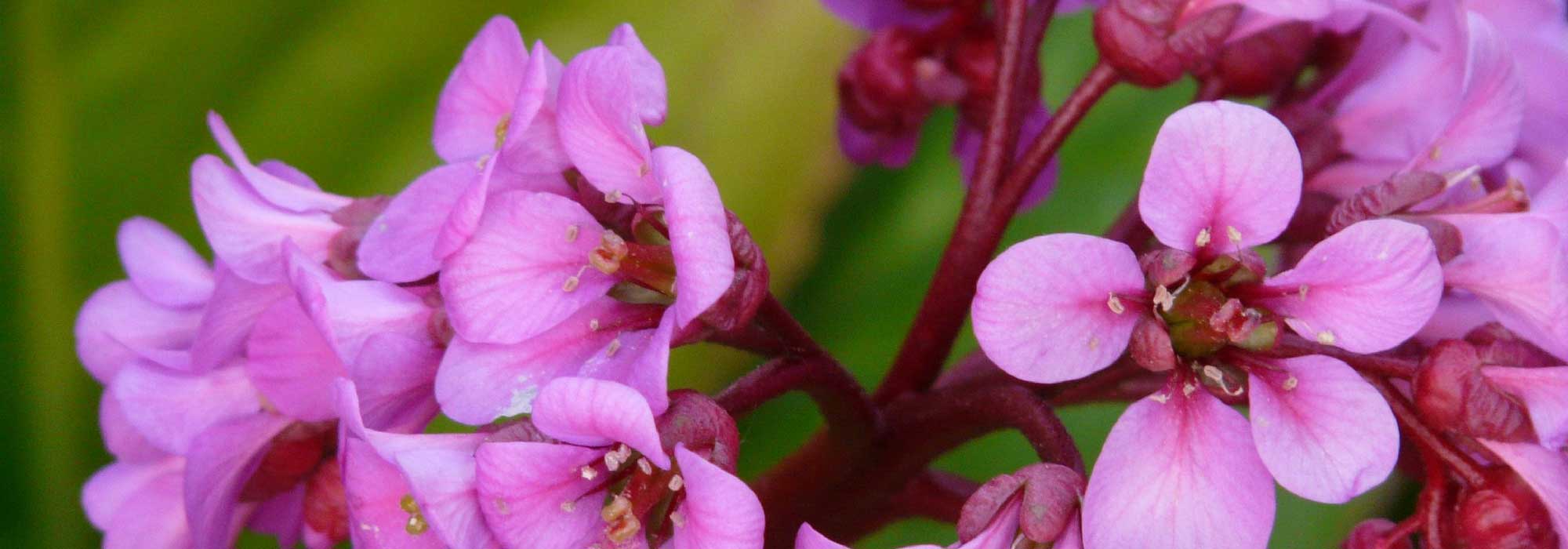 Bergenia, shoemaker's plant: planting, cultivation, maintenance