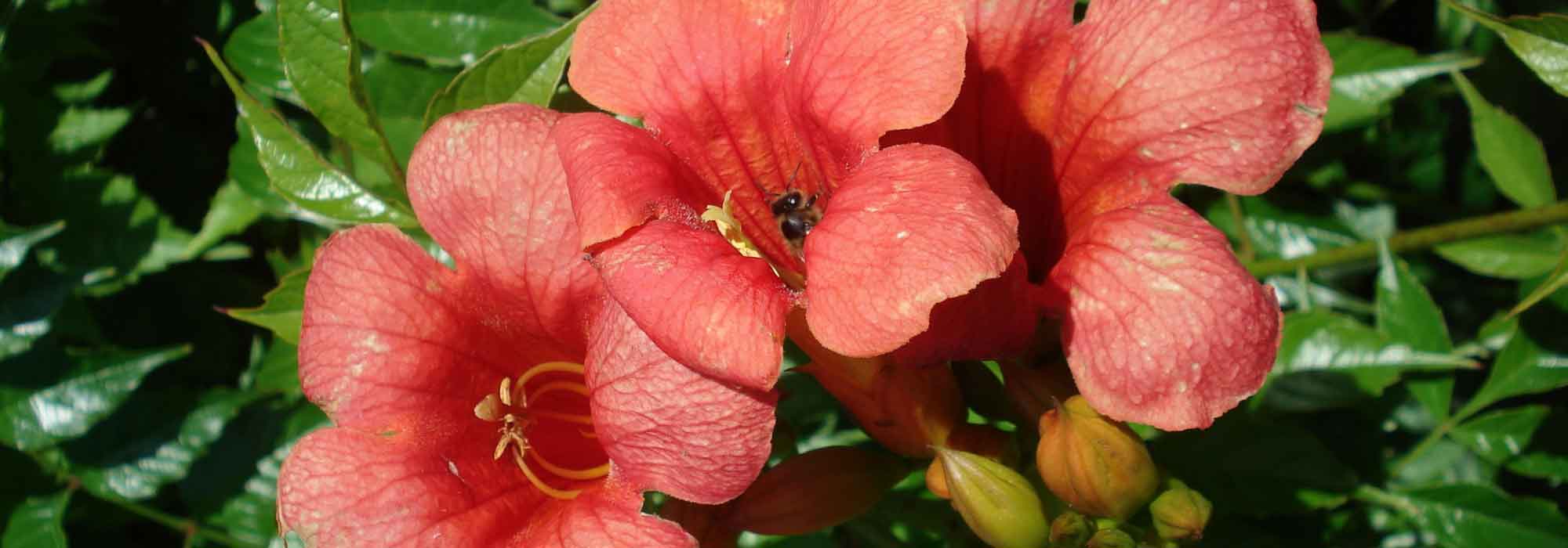 Bignonia: planting, pruning, propagating