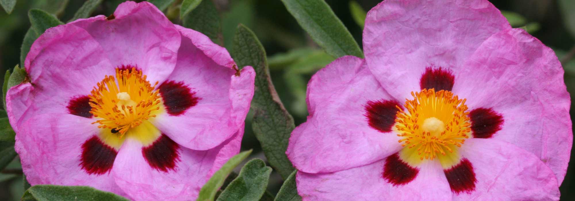 Cistus, rock rose: planting, pruning and care