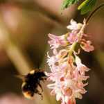 Flowering currant, Ribes: planting, pruning and maintenance