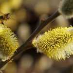 Beautiful aments in the gardens, the spring prelude!