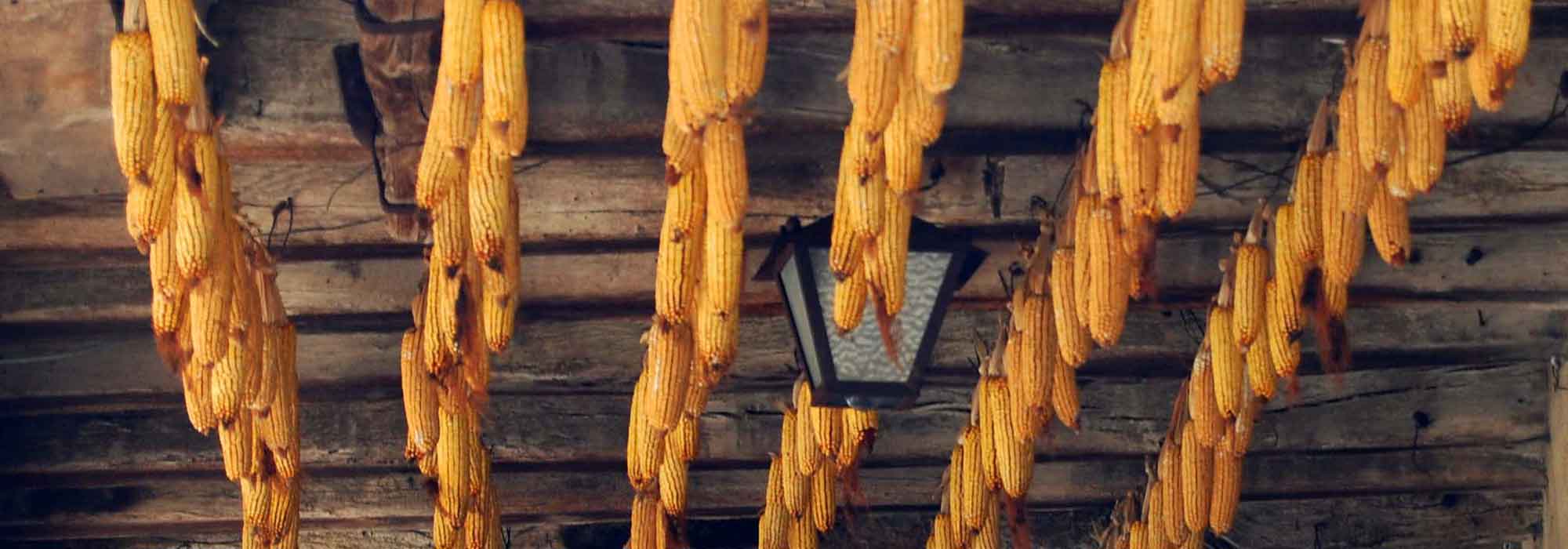 Cultivation of sweet corn: sowing, planting, harvesting