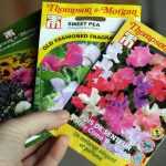 How to succeed in sowing sweet peas? - Tutorial