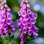Foxgloves: sowing, planting and care