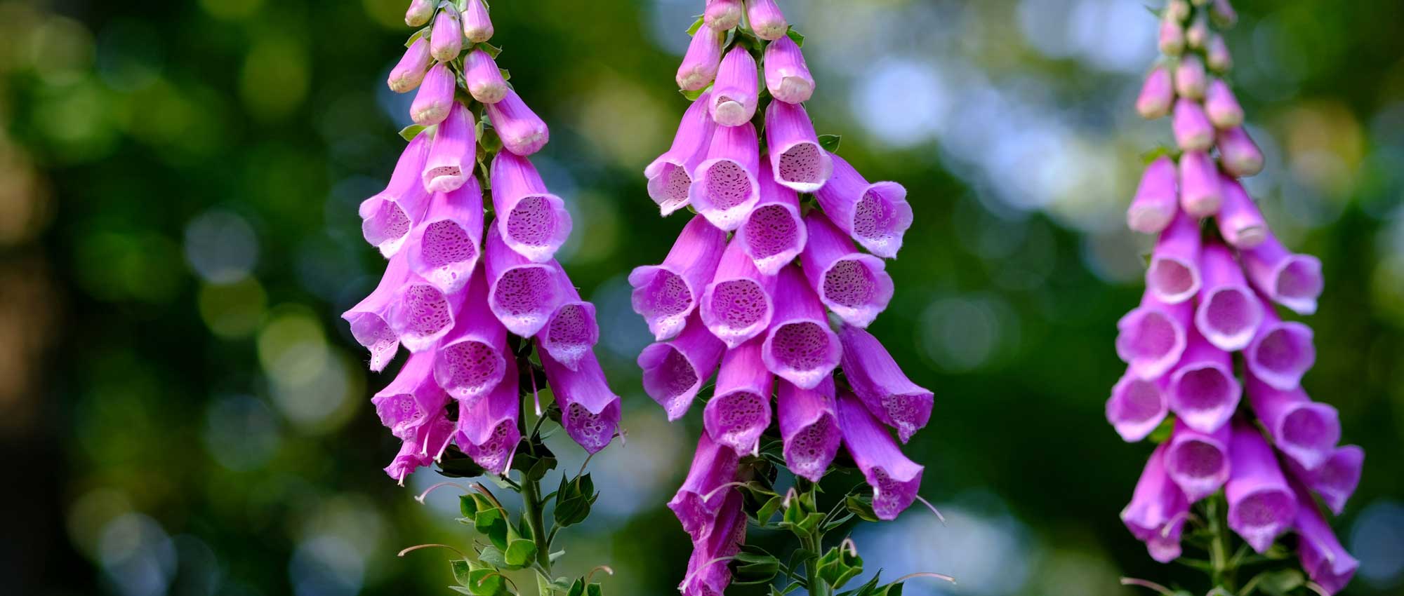 Foxgloves: sowing, planting and care