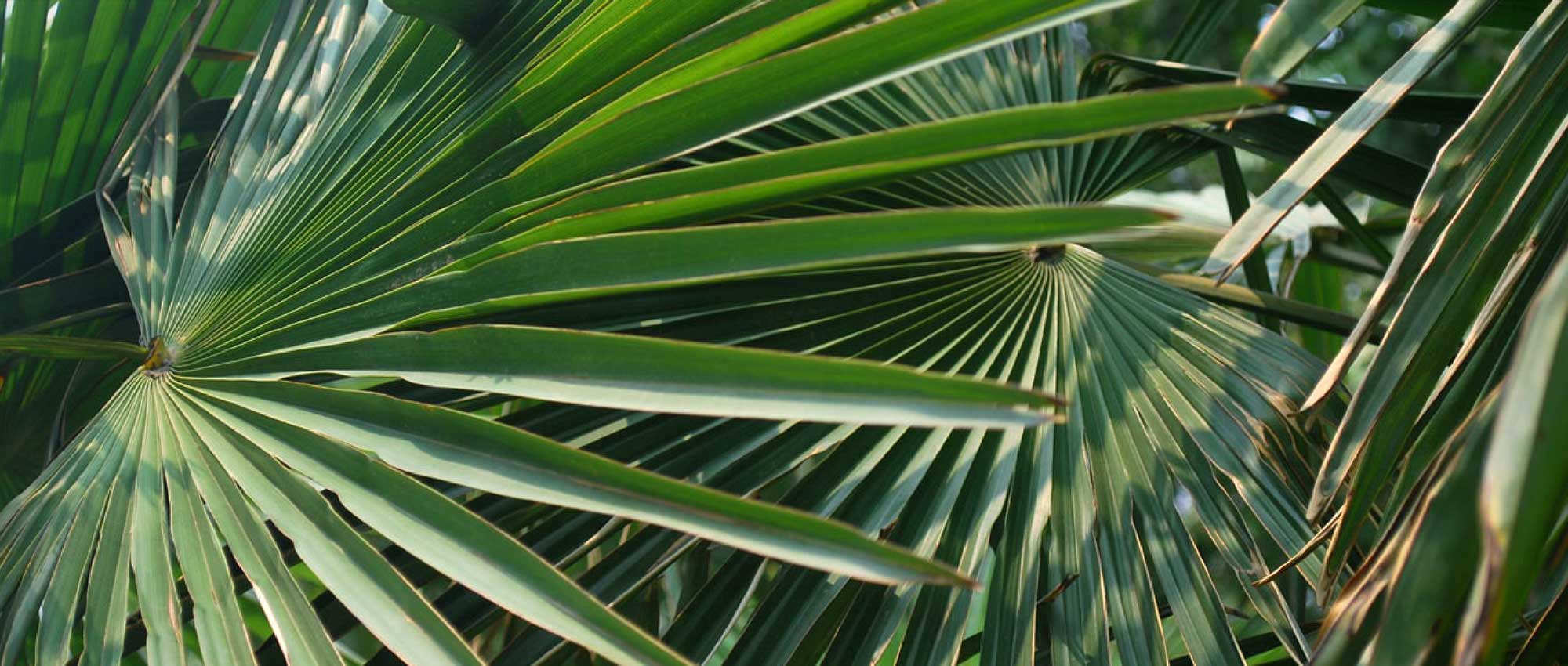Palms: planting, growing and care