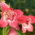 Penstemon: planting, pruning and care