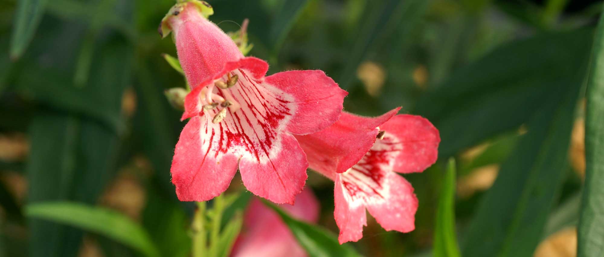 Penstemon: planting, pruning and care