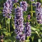 Agastache: to plant, to grow and to maintain