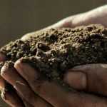 How to choose good compost?