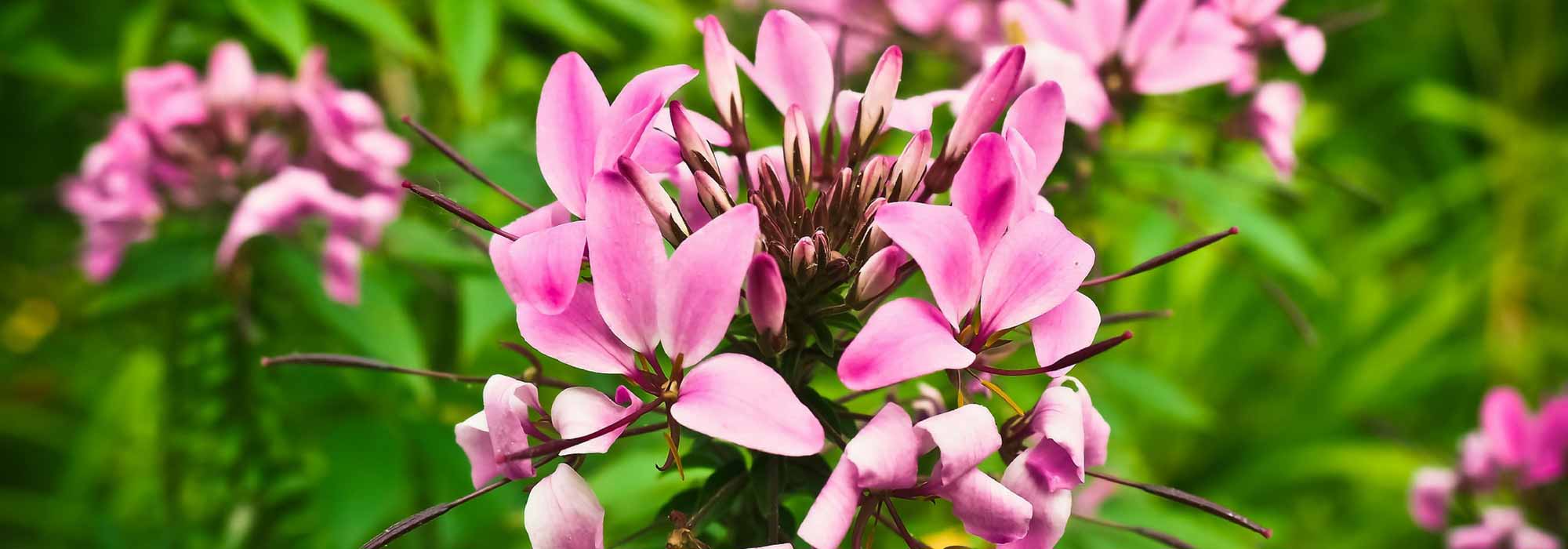 Cleome, spider flower: sowing, planting, cultivation