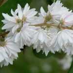 Deutzia: planting, pruning, care