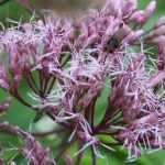 Eupatorium, gravel root : planting, growing and care