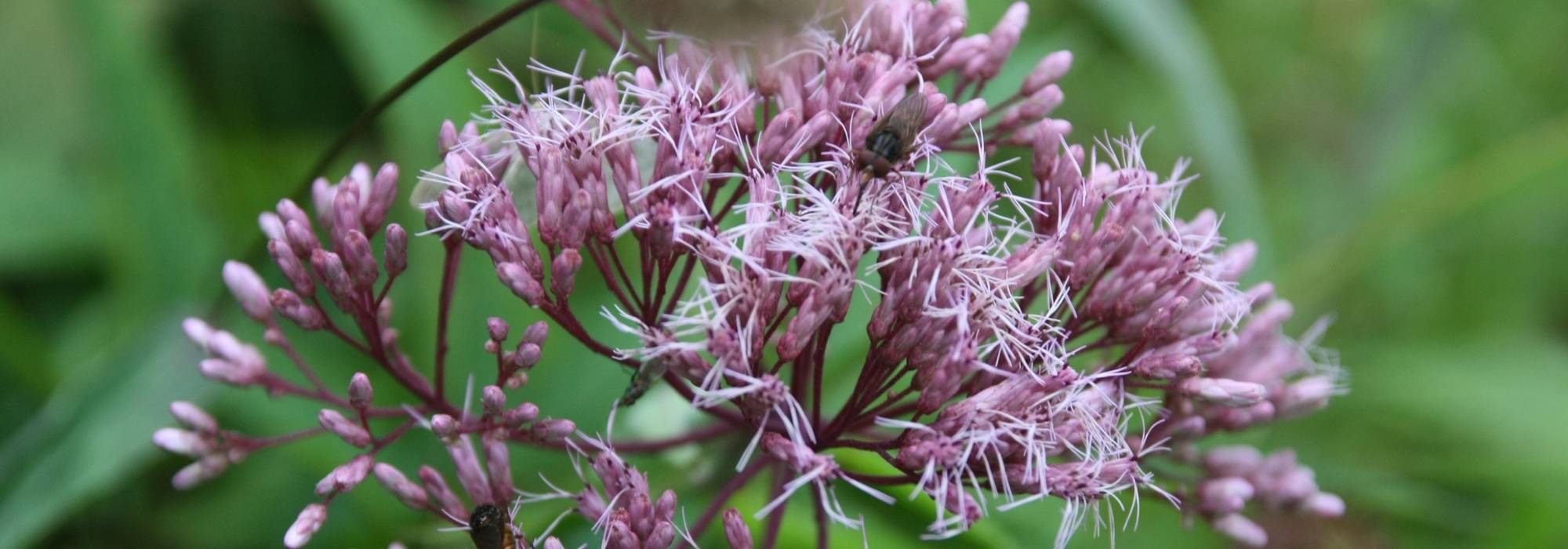 Eupatorium, gravel root : planting, growing and care