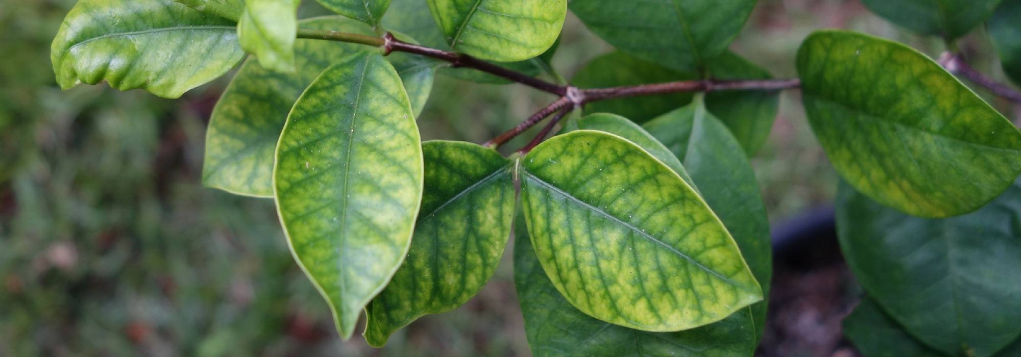 Iron chlorosis