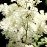 Filipendula, Meadow sweet: planting and caring