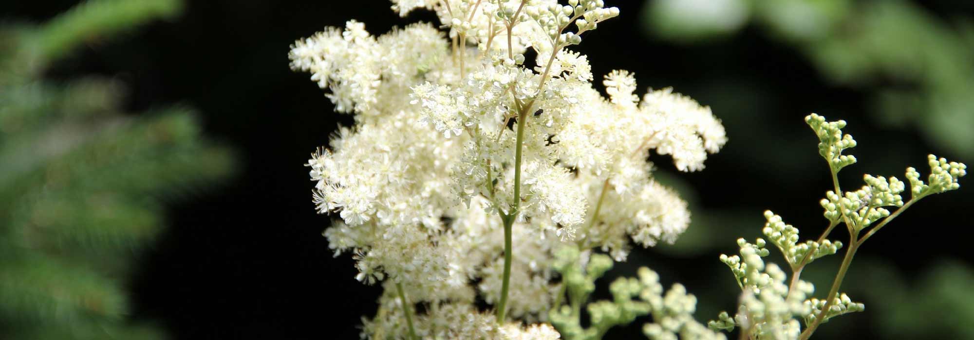 Filipendula, Meadow sweet: planting and caring