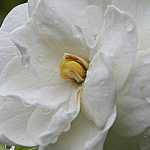 Gardenia: planting, care, pruning, watering