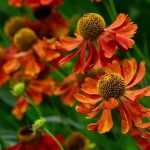 Helenium, Helenium: planting, growing and care