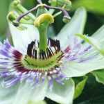 Passion flower: planting, growing, pruning