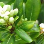 Pittosporum: planting, growing and pruning
