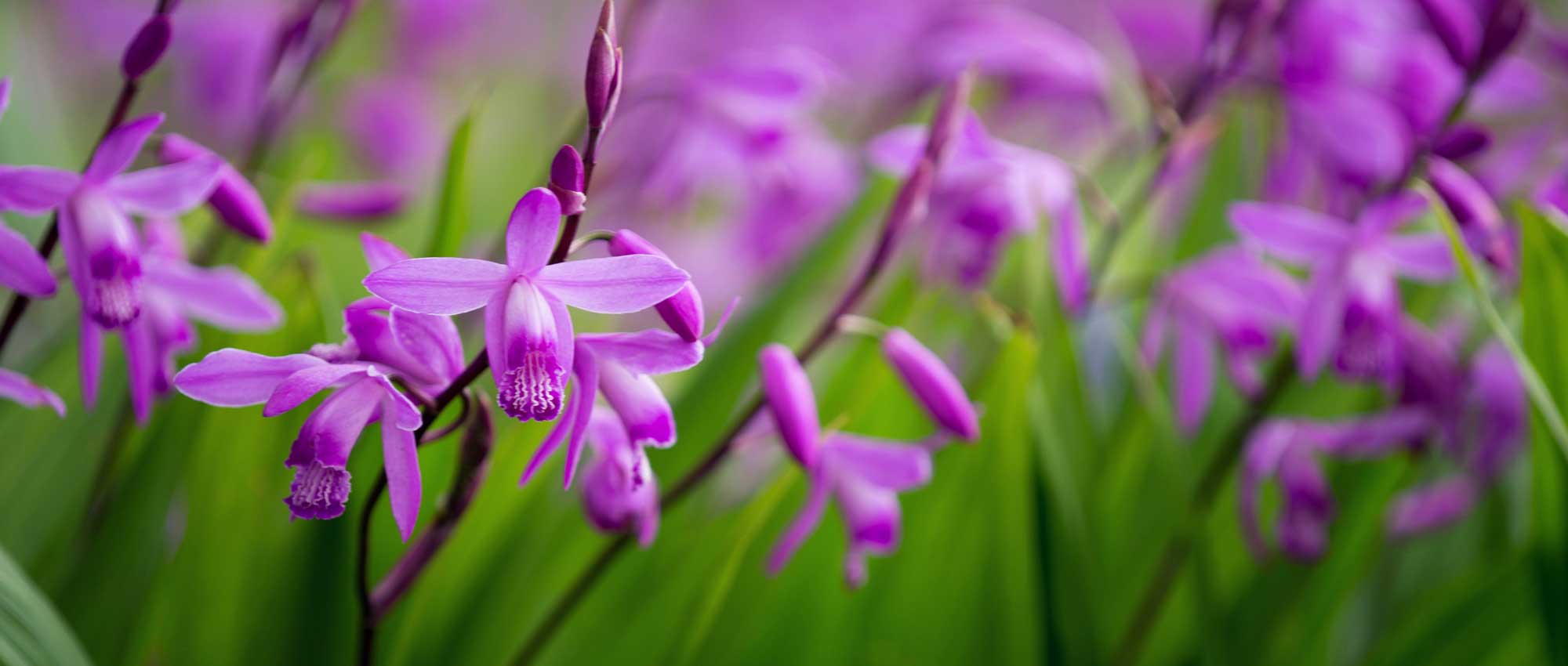 Bletilla, Chinese ground orchid: planting, growing and care