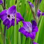Gladioli: planting, growing and care