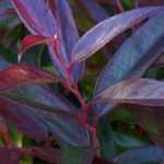 Leucothoe: planting, growing, pruning and care
