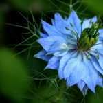 Nigella damascena : semis, culture et entretien